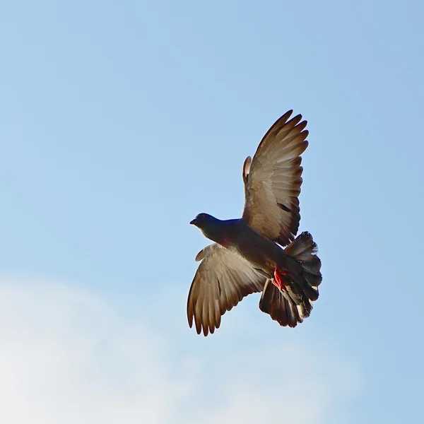 Rock Pigeon — Zdjęcie stockowe