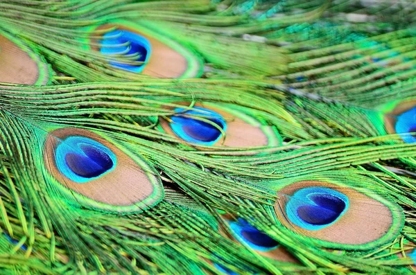 Maschio Piume di pavone verde — Foto Stock