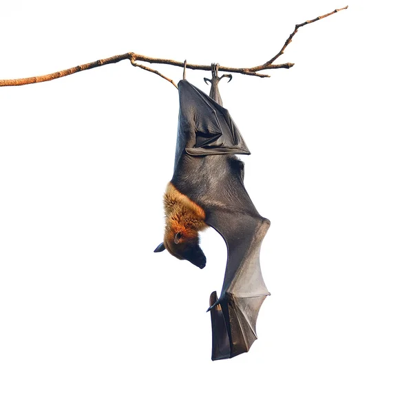 Flying fox — Stock fotografie