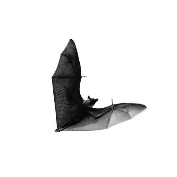 Volpe volante — Foto Stock