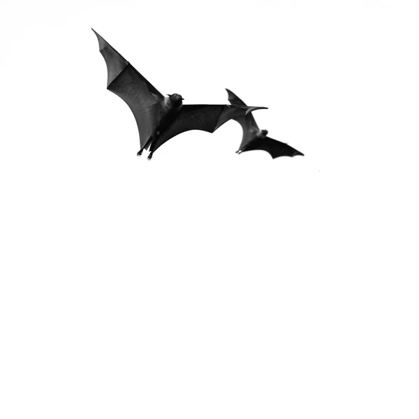Zorro volador — Foto de Stock