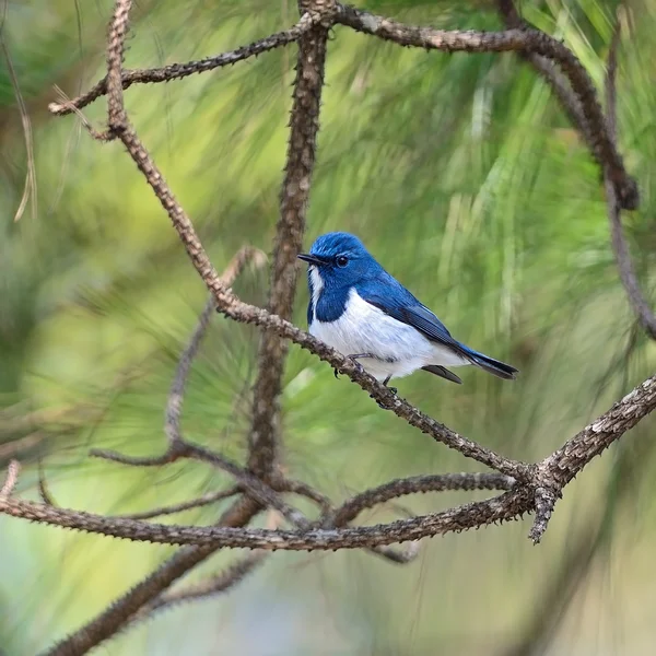 Male Ultramarine Flycatcher — Stock Photo, Image