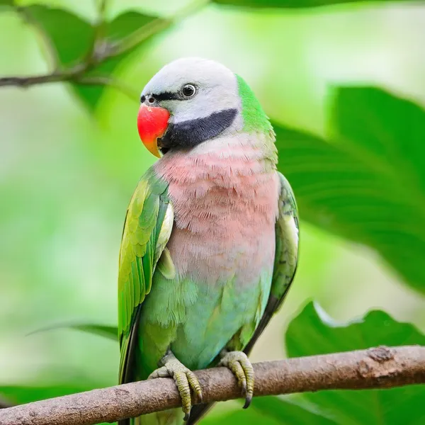 男性の赤い胸のインコ — ストック写真