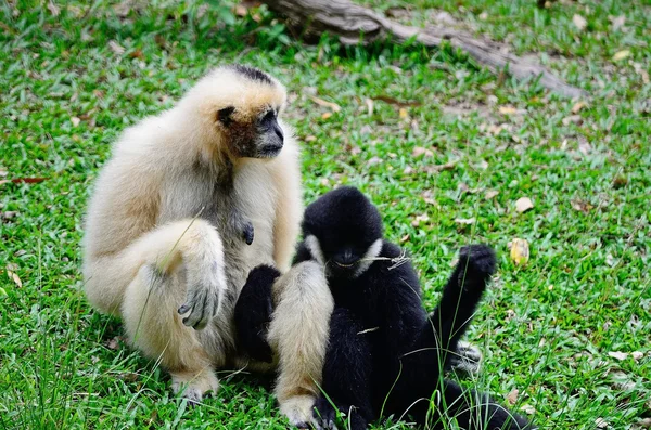 White-Cheeked Gibbon — Stockfoto
