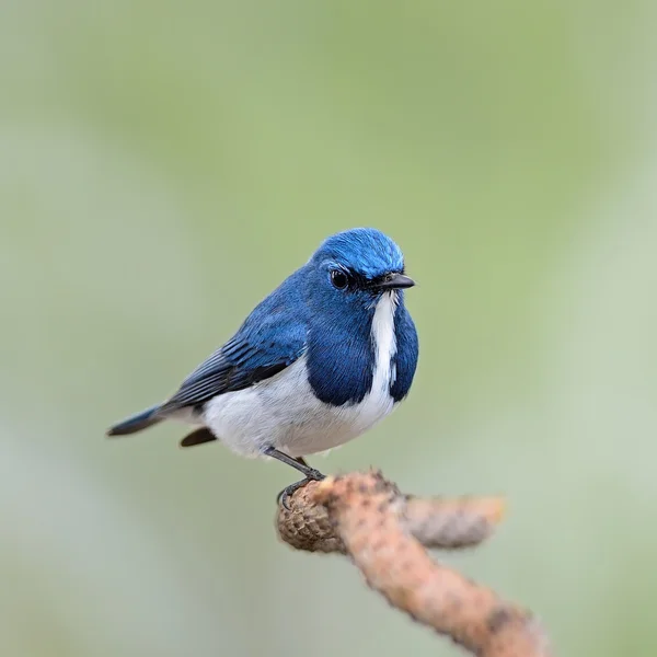 Flycatcher Ultramar macho — Foto de Stock