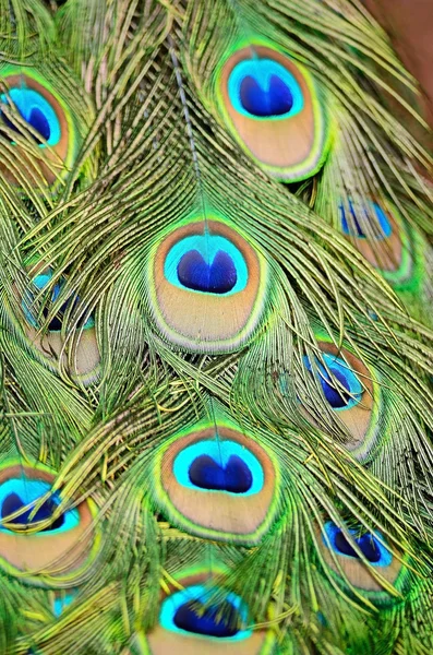 男性の緑の孔雀の羽 — ストック写真