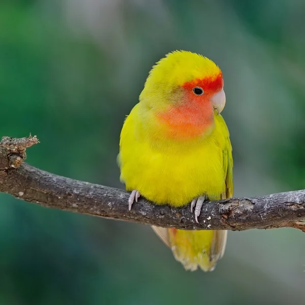 Verliefde vogel — Stockfoto