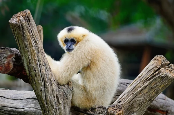 Weißwangengibbon — Stockfoto