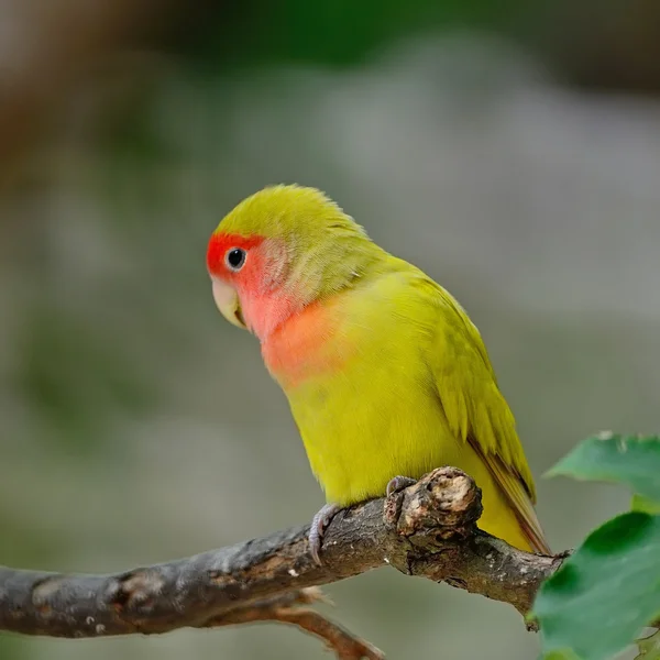 Verliefde vogel — Stockfoto