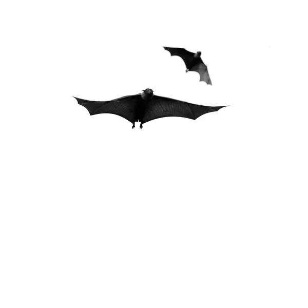 Flying fox — Stock fotografie