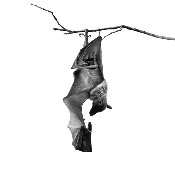 Zorro volador — Foto de Stock