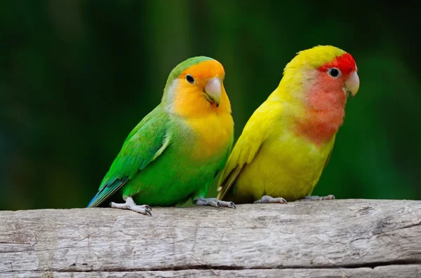 Pássaro amor — Fotografia de Stock