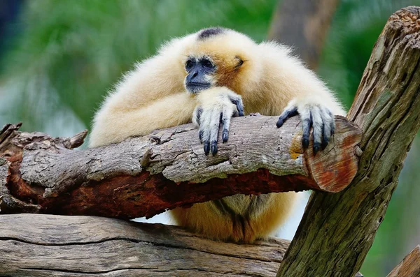 White-cheeked Gibbon — Stock Photo, Image