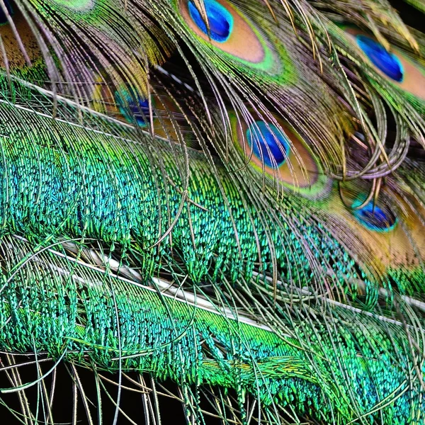 Male Green Peacock feathers — Stock Photo, Image