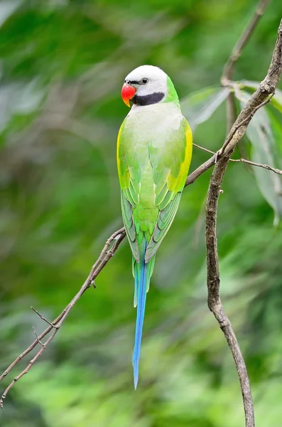 Kırmızı göğüslü erkek muhabbet kuşu — Stok fotoğraf
