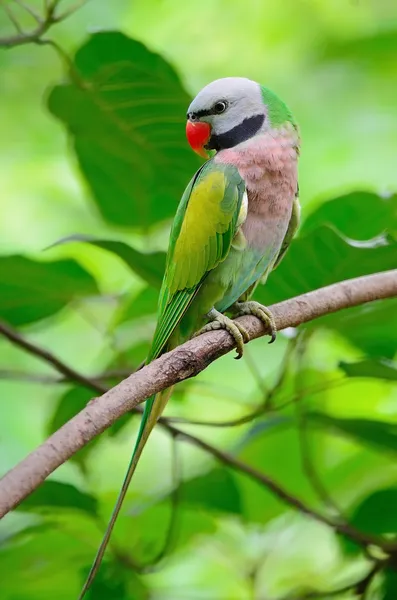 Αρσενικό κόκκινο-breasted Παπαγάλος Φωτογραφία Αρχείου