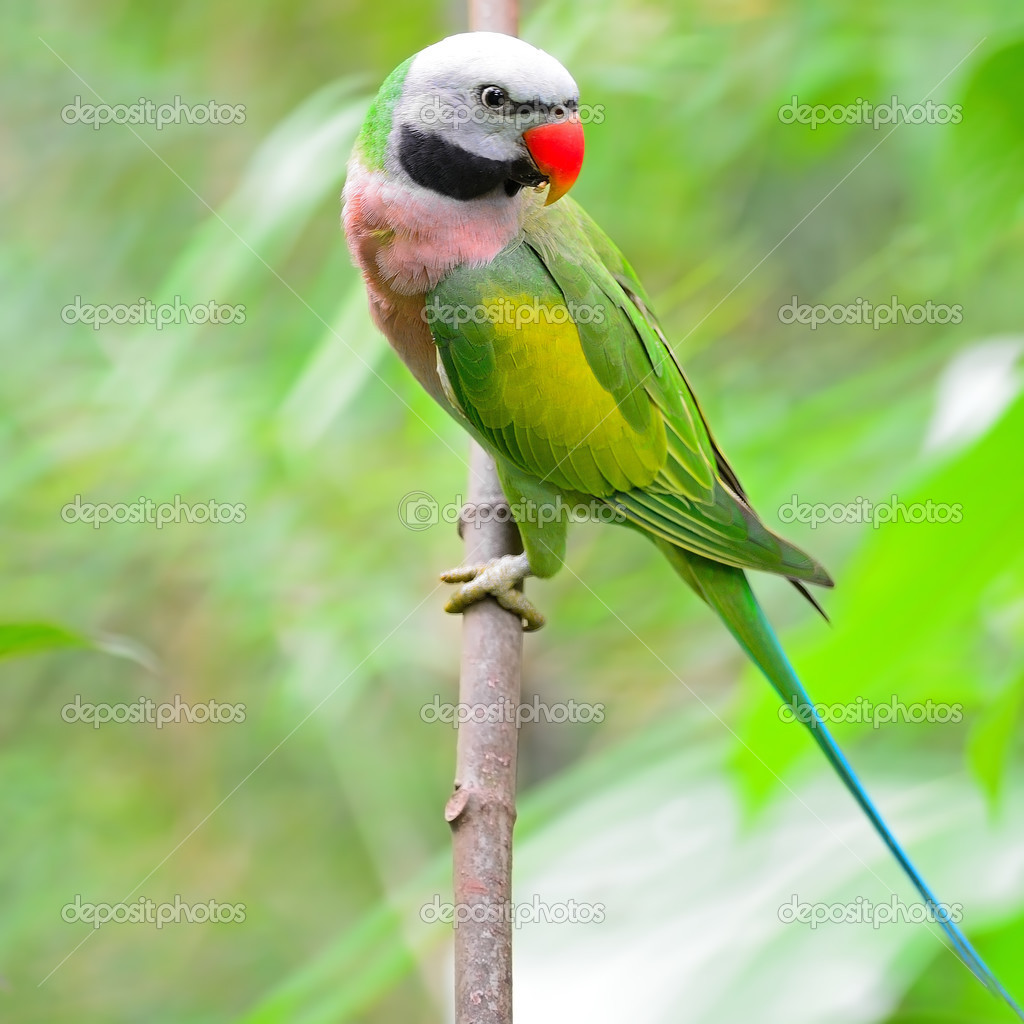 Male Red-breasted Parakeet — Stock Photo © panuruangjan #45811631