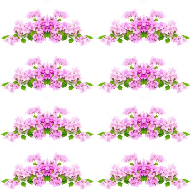 bougainvilea çiçek