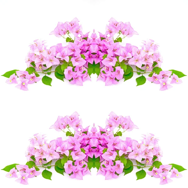 Bougainvilea blommor — Stockfoto