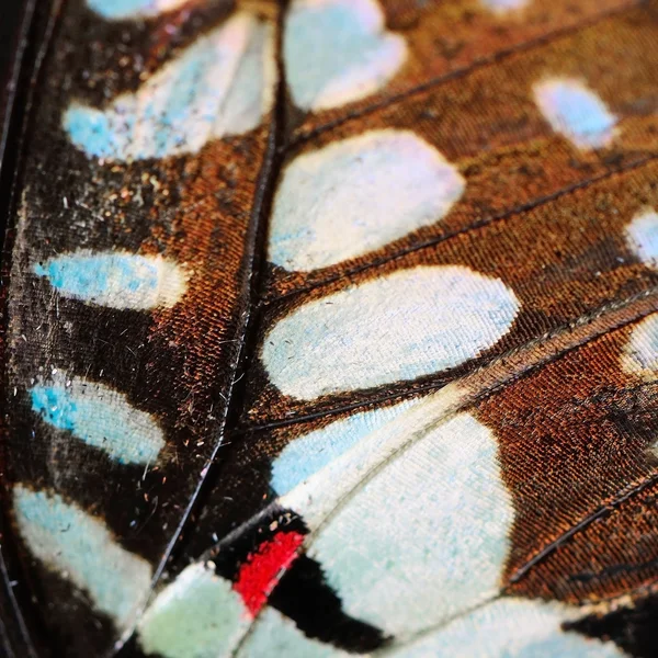 Asa de borboleta — Fotografia de Stock