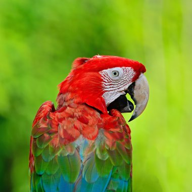 greenwinged Amerika papağanı