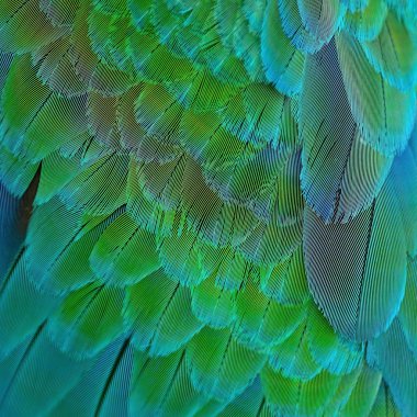 Palyaço Amerika papağanı tüyler