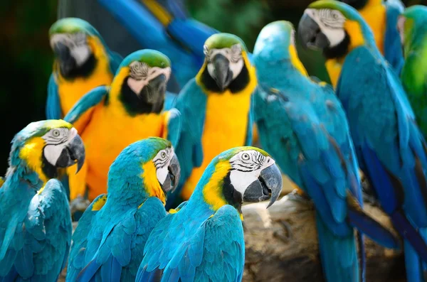 Arara azul e dourada — Fotografia de Stock