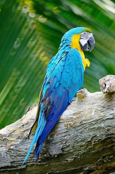 Modrý a zlatý macaw — Stock fotografie