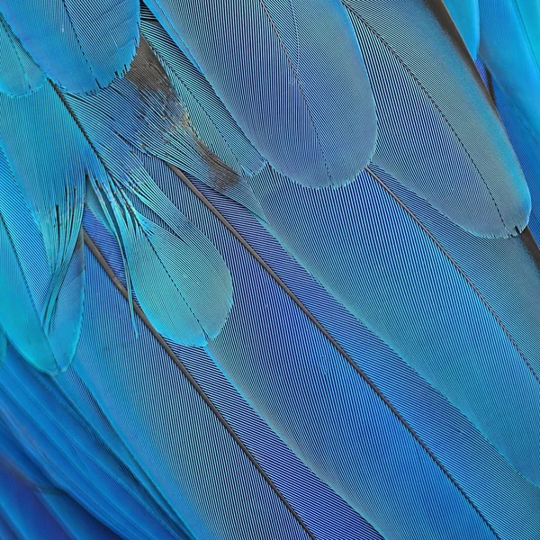 Синие и золотые перья ара — стоковое фото