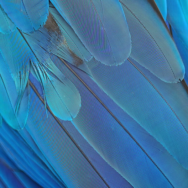 Blue and Gold Macaw feathers