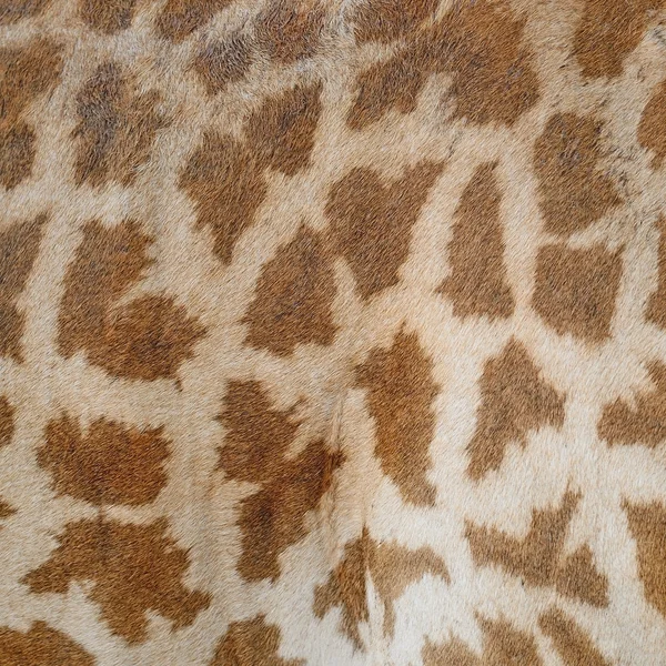 Żyrafa skóry — Zdjęcie stockowe