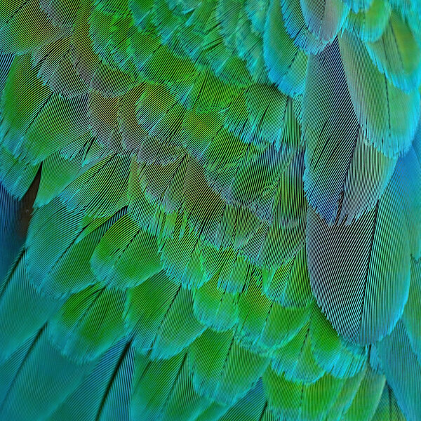 Harlequin Macaw feathers