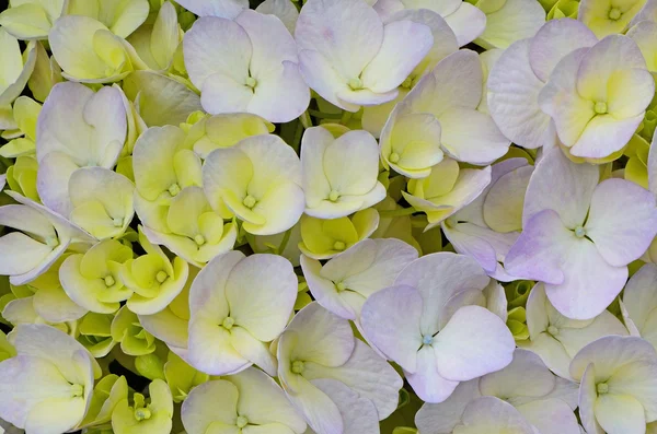Квіти гортензії — стокове фото