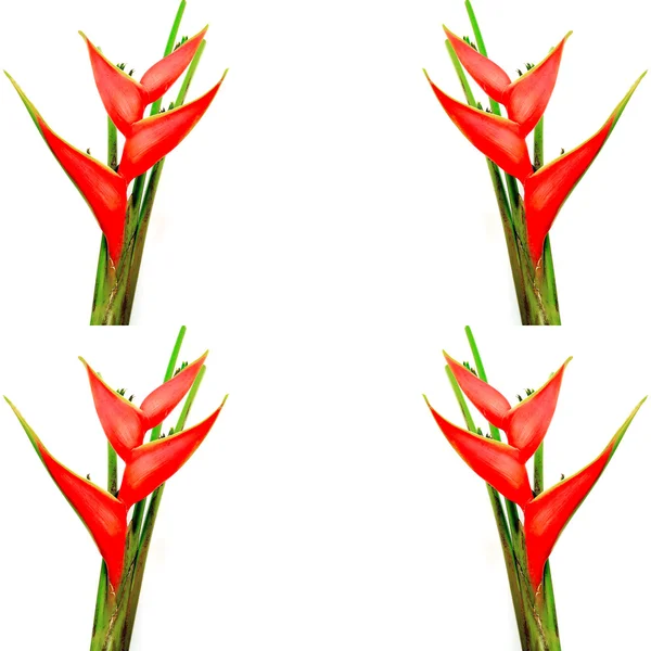 Heliconia flowers — Stock Photo, Image