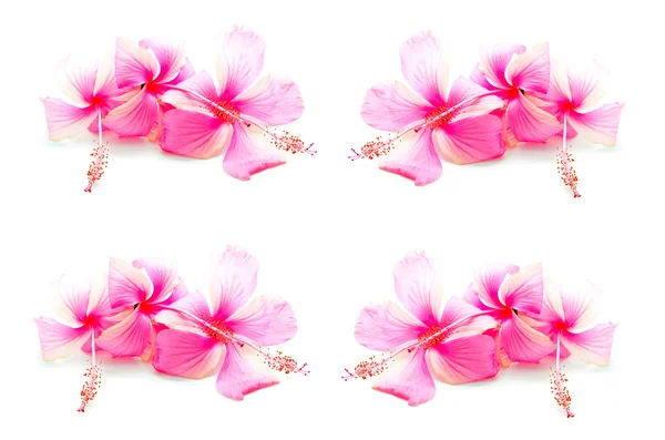 Hibiscus różowy — Zdjęcie stockowe