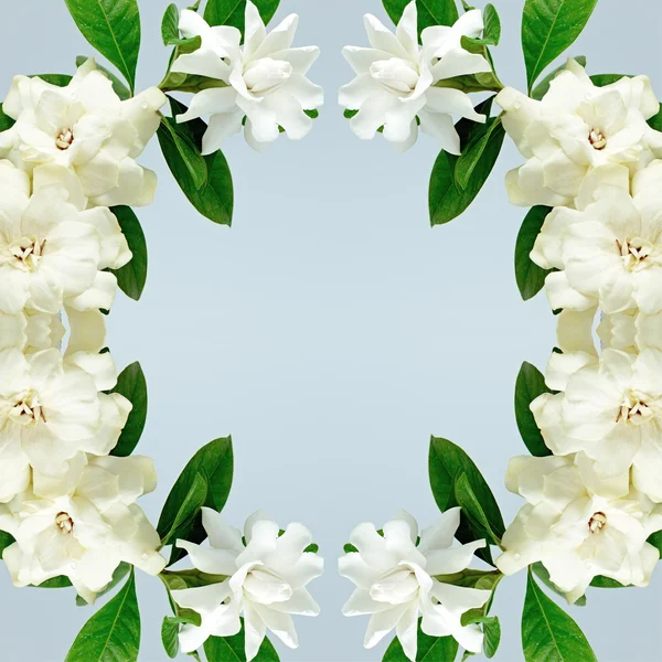 Gardenia — Stockfoto