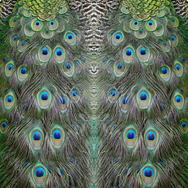 Yeşil tavuskuşu tüyü