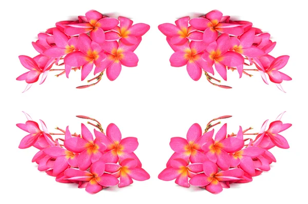 Plumeria — Stock Photo, Image