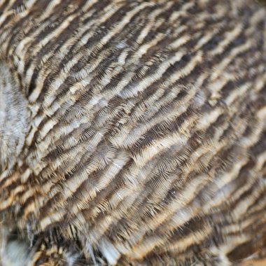 Asya çubuklu owlet tüyleri