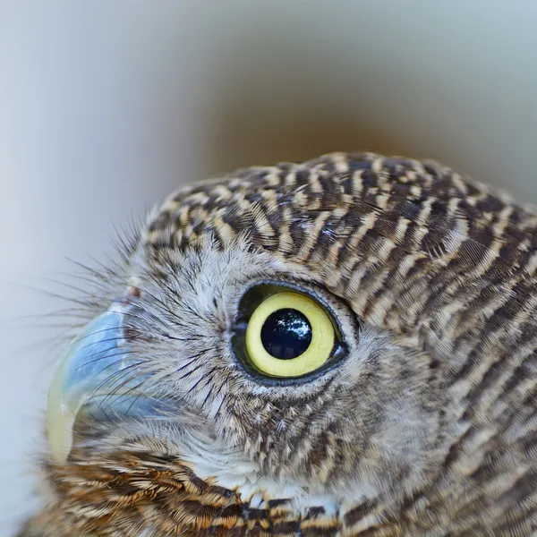 Азіатський заборонили owlet — стокове фото
