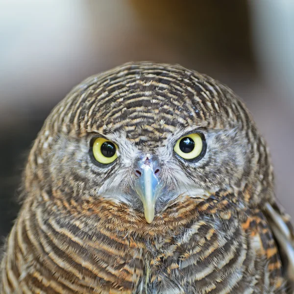 Азіатський заборонили owlet — стокове фото