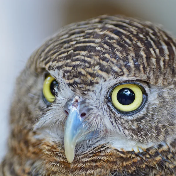 Asian Barred Owlet — Stock Photo, Image