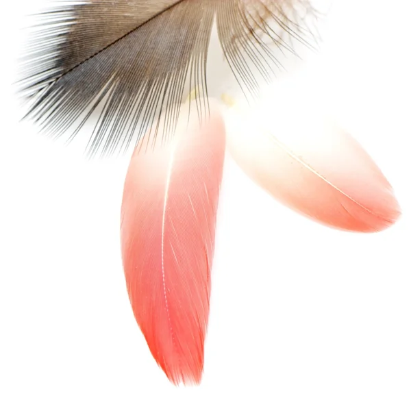 Bird feathers — Stock Photo, Image