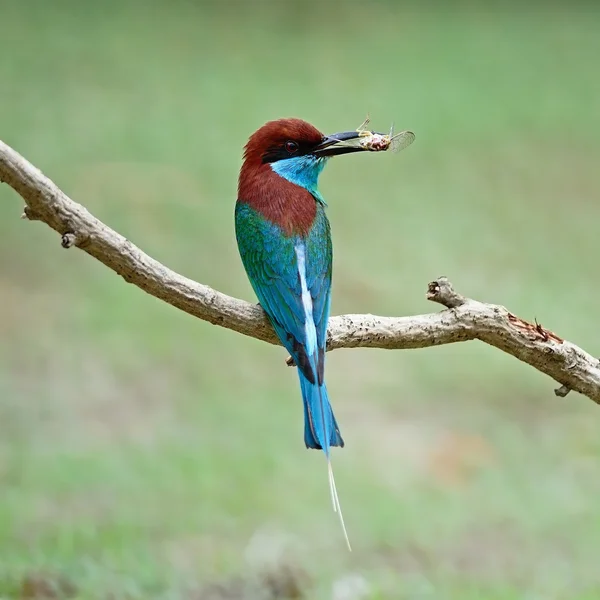 Comedora de abejas de garganta azul — Foto de Stock