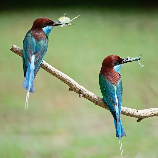 Blaukehlbienenfresser — Stockfoto