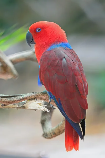 Eclectus papegaai — Stockfoto