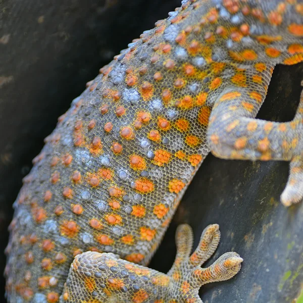 Lézard de Gecko — Photo