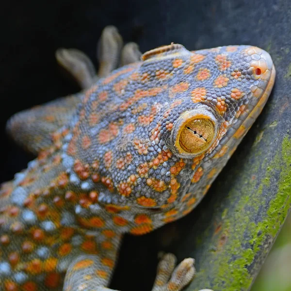 Lagarto Gecko — Fotografia de Stock