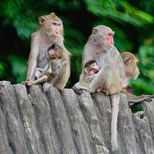 Familia de monos — Foto de Stock