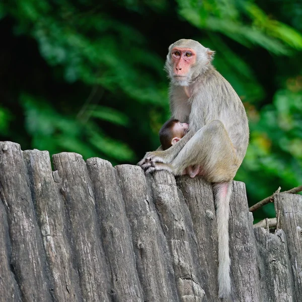 Família de macacos — Fotografia de Stock